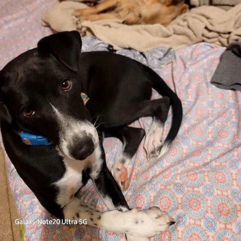 Negri "elegant & Loving." thumbnail 2