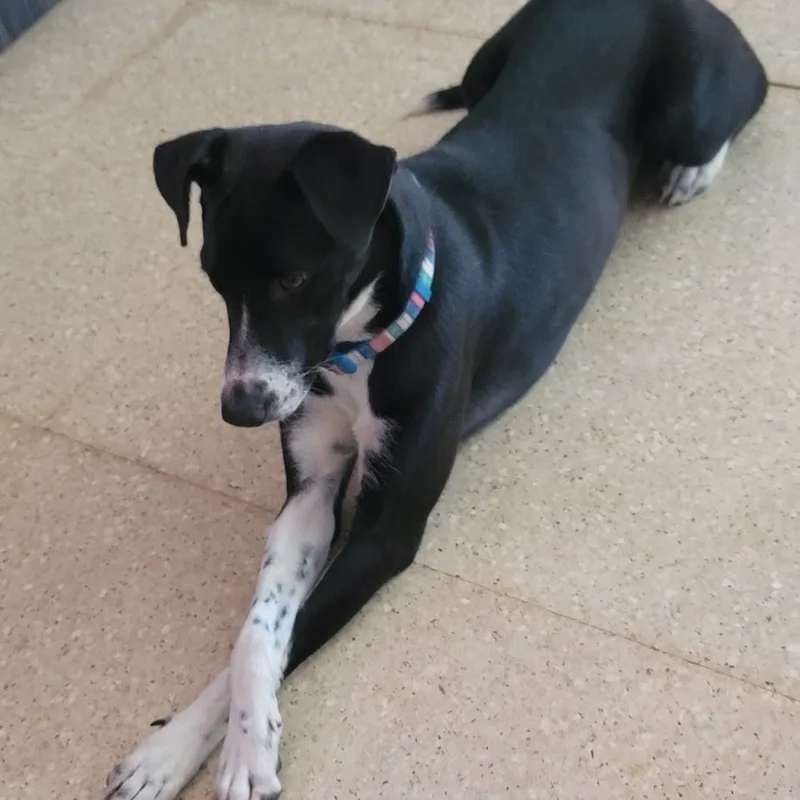 Negri "elegant & Loving." thumbnail 3