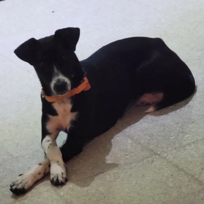 Negri "elegant & Loving." thumbnail 4