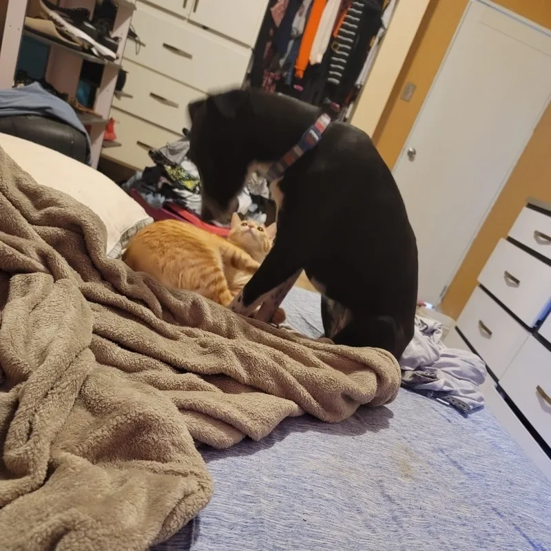 Negri "elegant & Loving." thumbnail 5