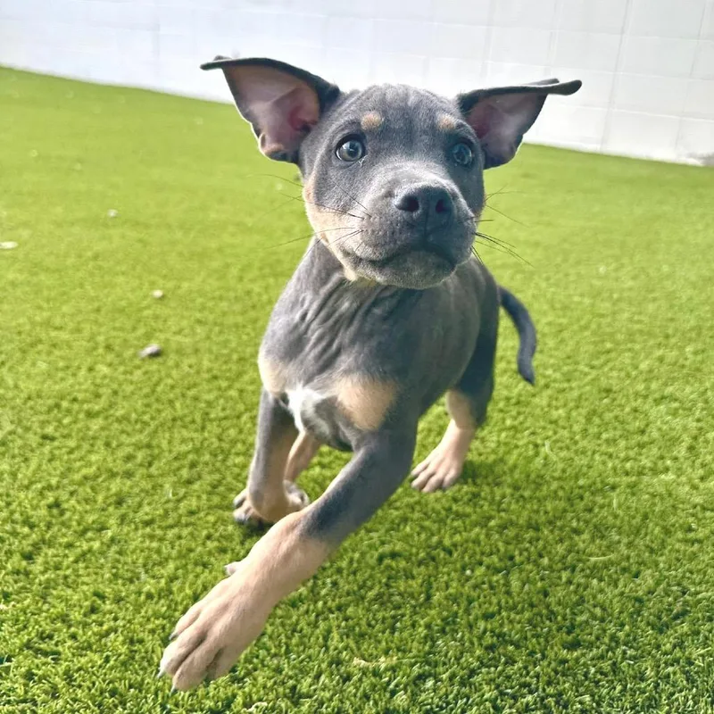 A baby medium-sized male Brown / Chocolate Mixed Breed dog named Sergio for adoption in LOXAHATCHEE, FL