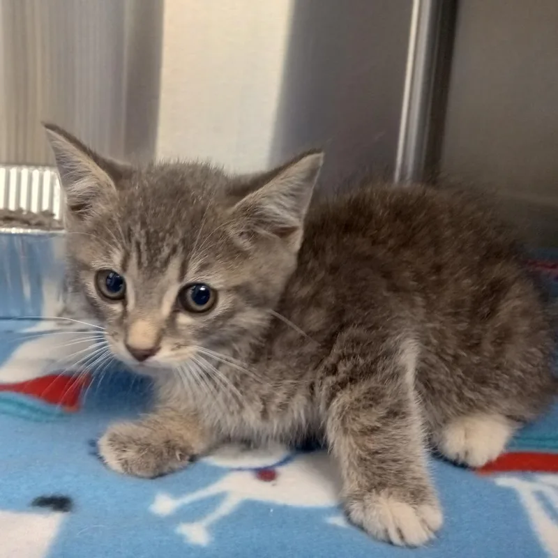 A baby small-sized male Gray / Blue / Silver Domestic Short Hair cat named Atlas for adoption in Parkersburg, WV