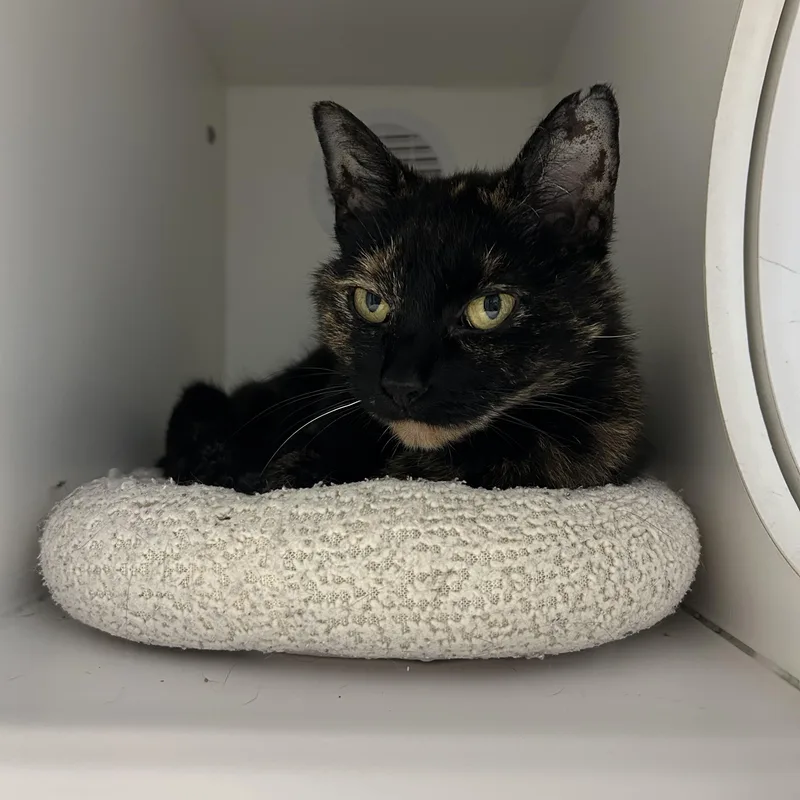A senior medium-sized female Tortoiseshell Domestic Short Hair cat named Moonbeam for adoption in Clinton, IL