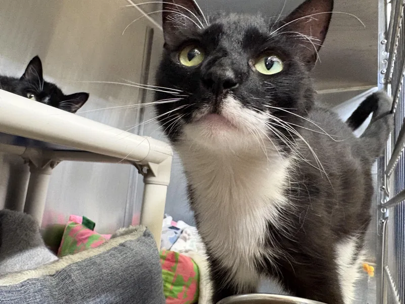 A young medium-sized male Black & White / Tuxedo Domestic Short Hair cat named Jax for adoption in Wantagh, NY