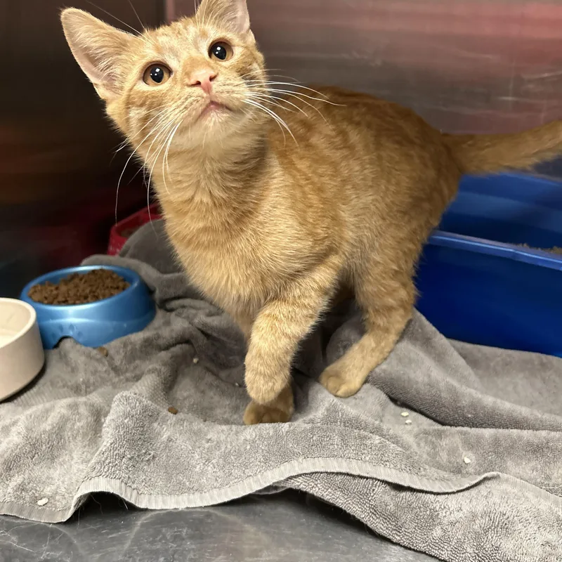 A young medium-sized male Tabby (Orange / Red) Domestic Short Hair cat named Pumpkin for adoption in La Grange Park, IL