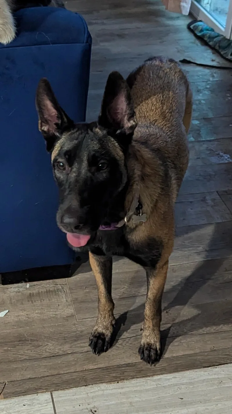 An adult large-sized female Black Belgian Shepherd / Malinois dog named Osa for adoption in Houston, TX