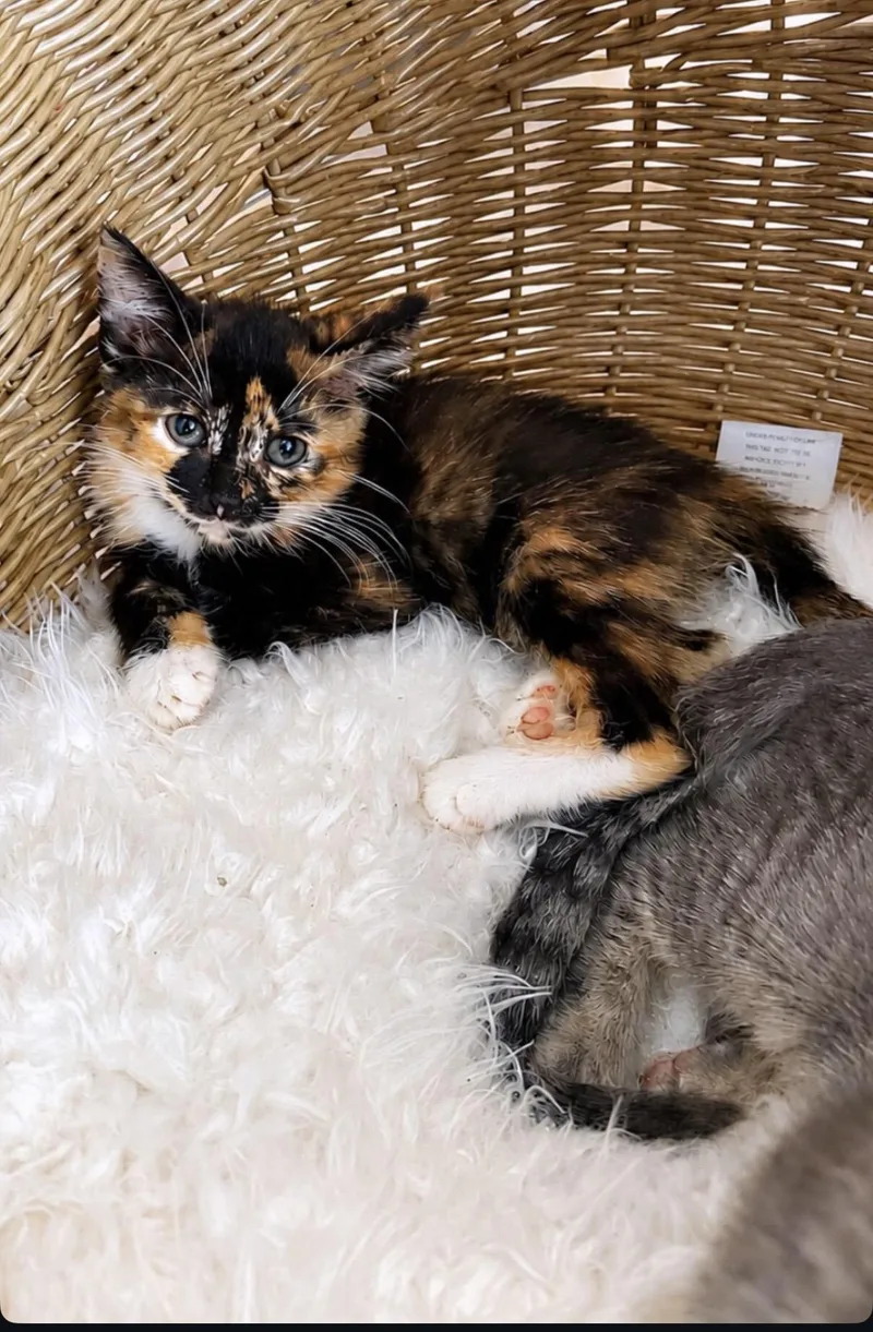 A baby small-sized female Calico Domestic Short Hair cat named Carlota for adoption in Boca Raton, FL
