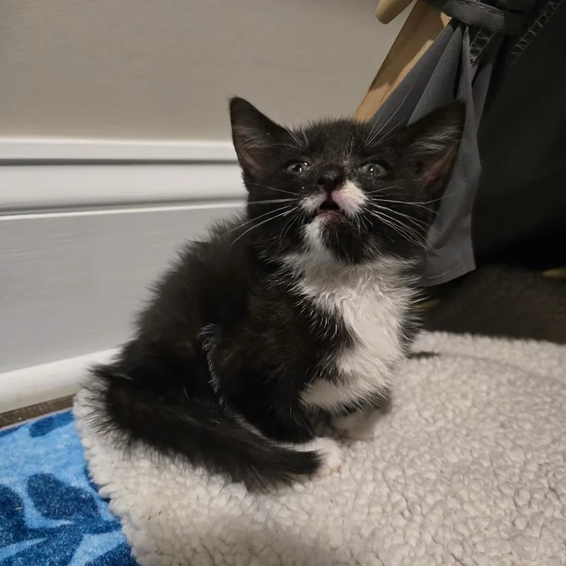 A baby small-sized male Black Domestic Short Hair cat named Dom Perion for adoption in Pasadena , MD