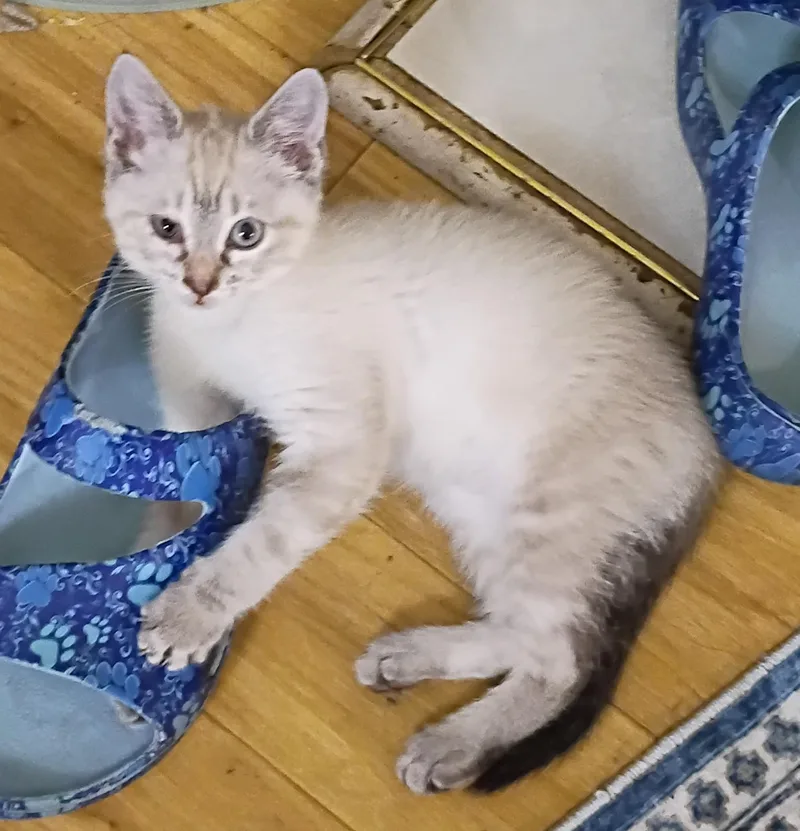 Snowball Blue Eyes
