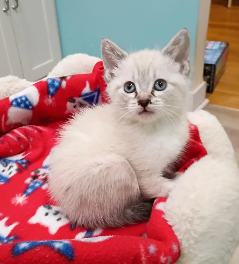 Snowball  Blue Eyes thumbnail 3