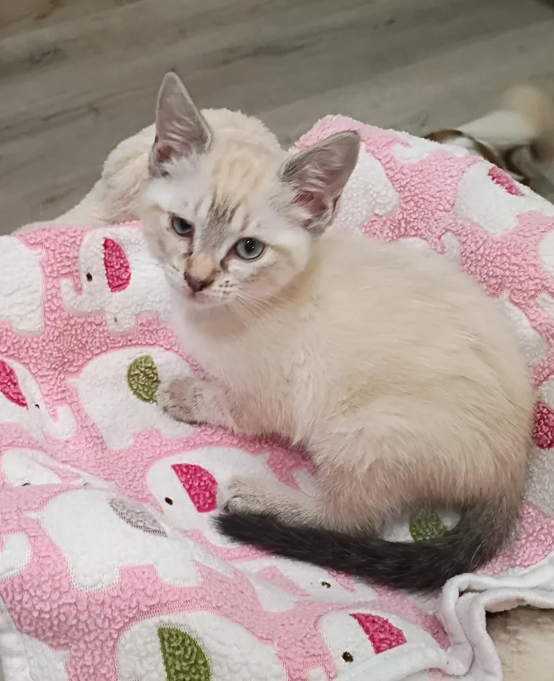 Snowball  Blue Eyes thumbnail 4
