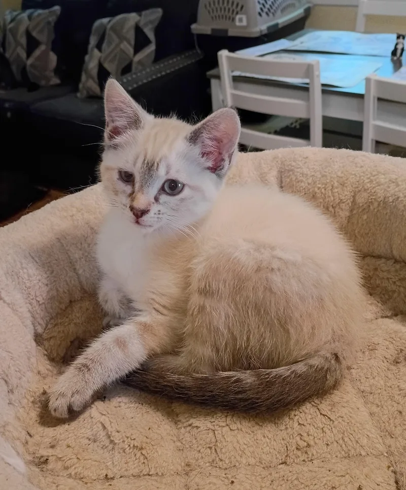 Snowball  Blue Eyes thumbnail 5
