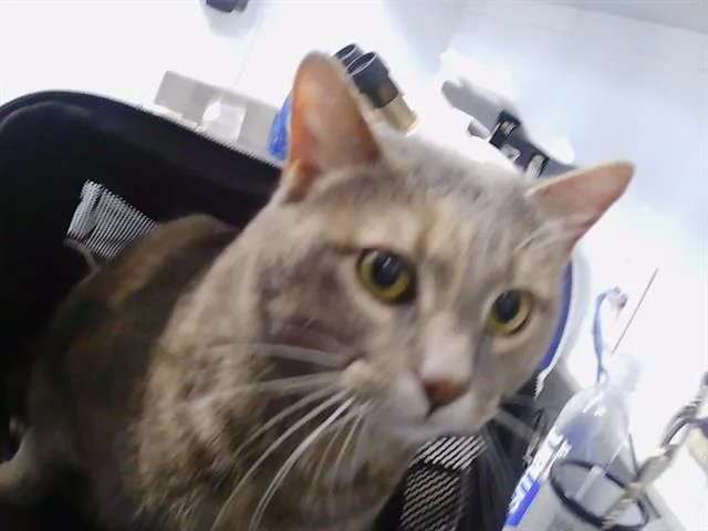 A young medium-sized female Domestic Short Hair cat named Koala for adoption in Charlotte, NC