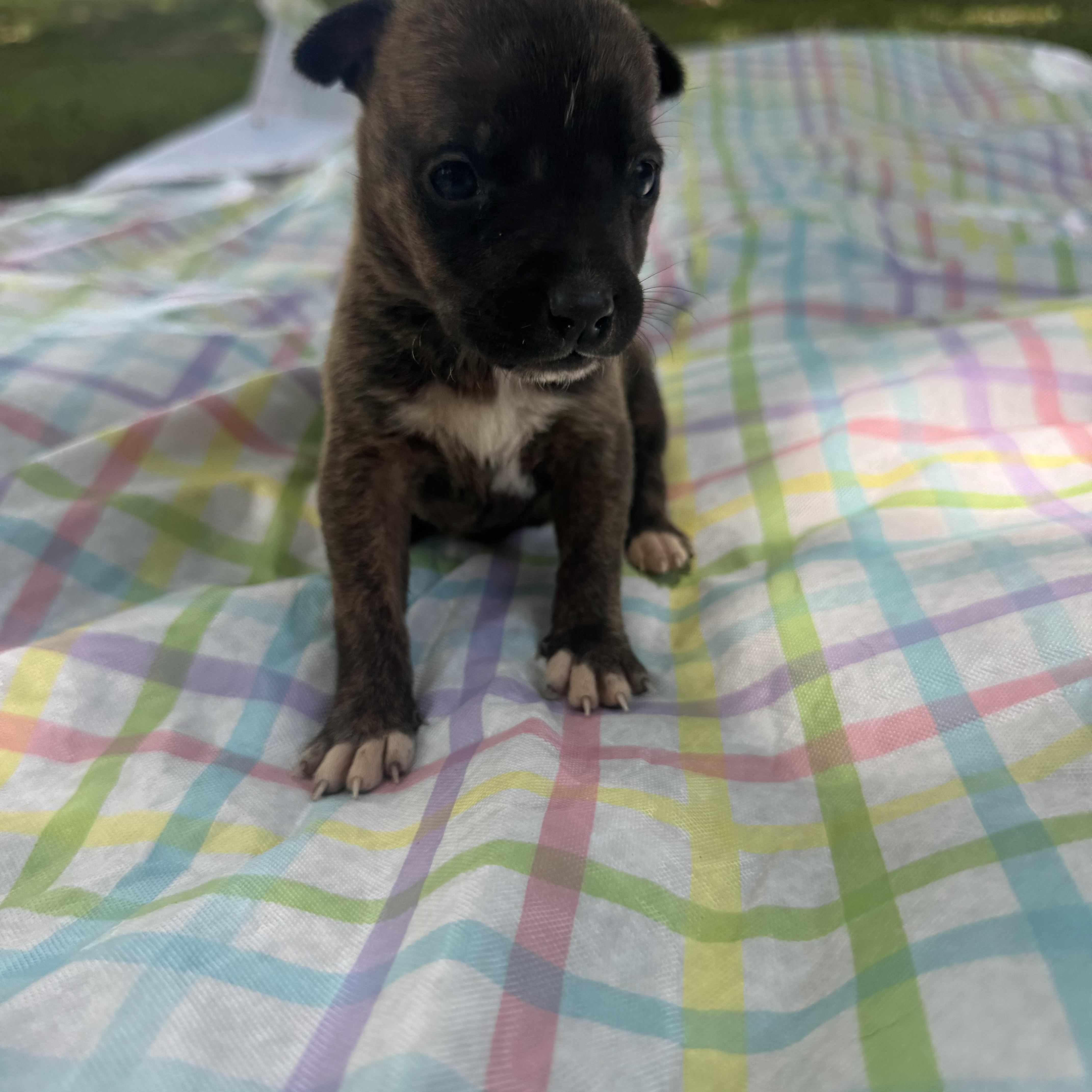 A baby small-sized female Bicolor Chiweenie dog named Cricket for adoption in Newfoundland, NJ