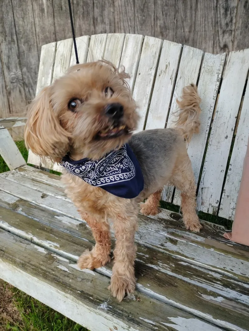 A senior medium-sized male Yorkshire Terrier dog named Hoey for adoption in Hinton, WV