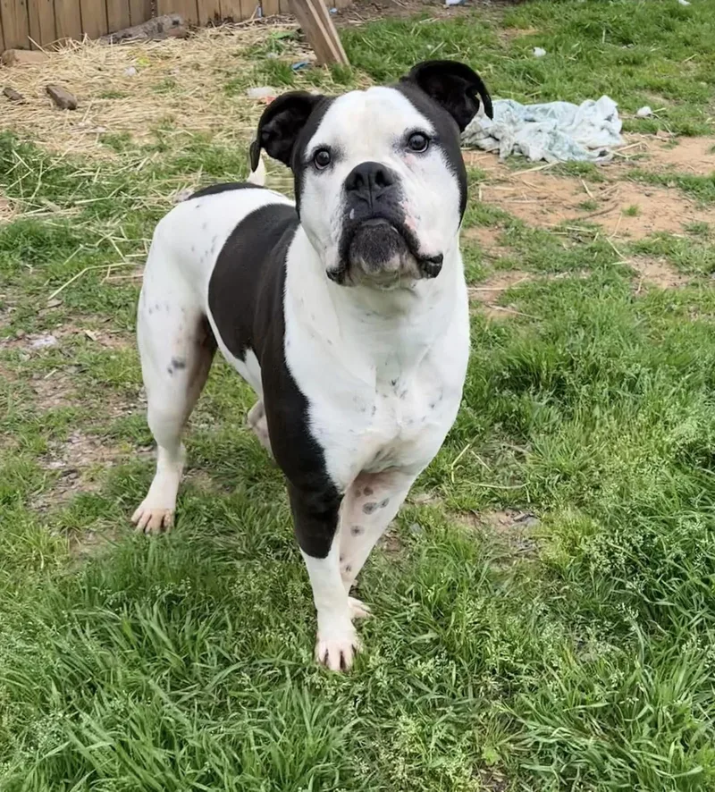 A young extra large-sized male American Bulldog dog named Roman for adoption in Shreveport, LA