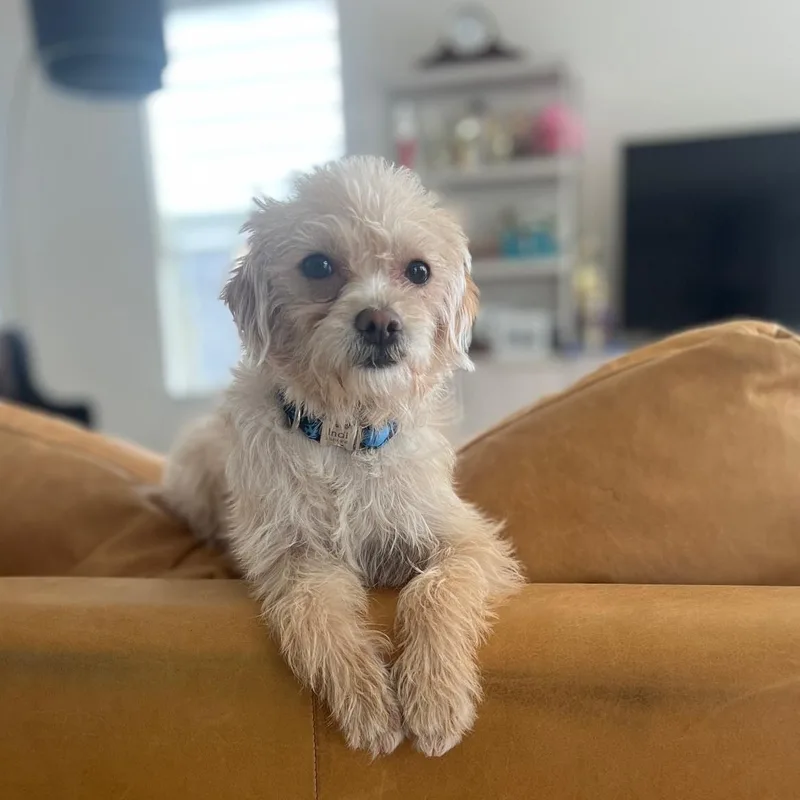 A young small-sized female Maltipoo dog named Cookie for adoption in Fremont, CA