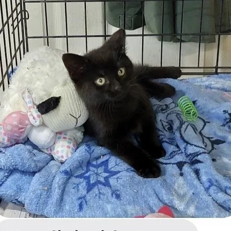 A baby small-sized male Black Domestic Short Hair cat named Harry Houdini for adoption in Turnersville, NJ