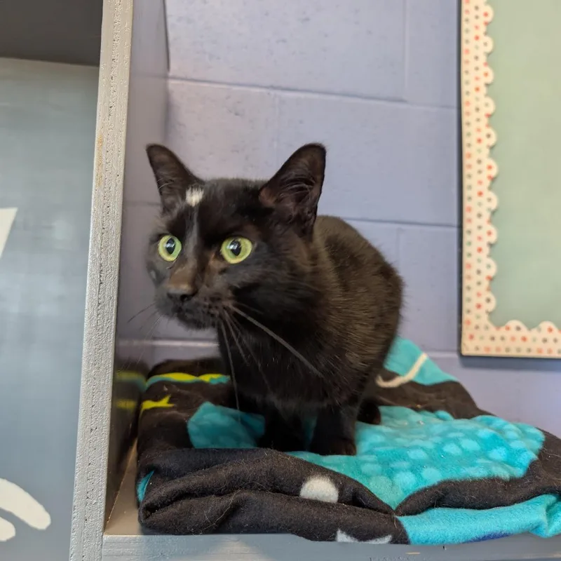 An adult medium-sized female Black Domestic Short Hair cat named Pep for adoption in DeKalb, IL