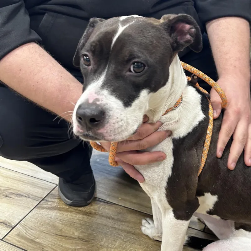 A young medium-sized female White / Cream Mixed Breed dog named Callie for adoption in Newark, NJ