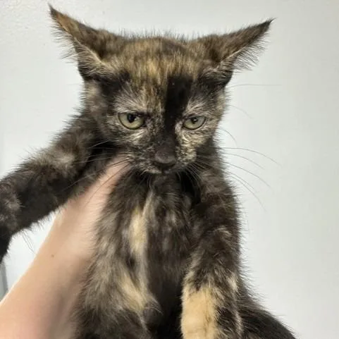 Papaya