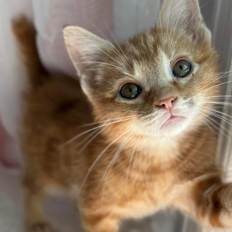 A baby small-sized male Orange / Red Domestic Short Hair cat named Misdemeanor for adoption in Lexington, KY