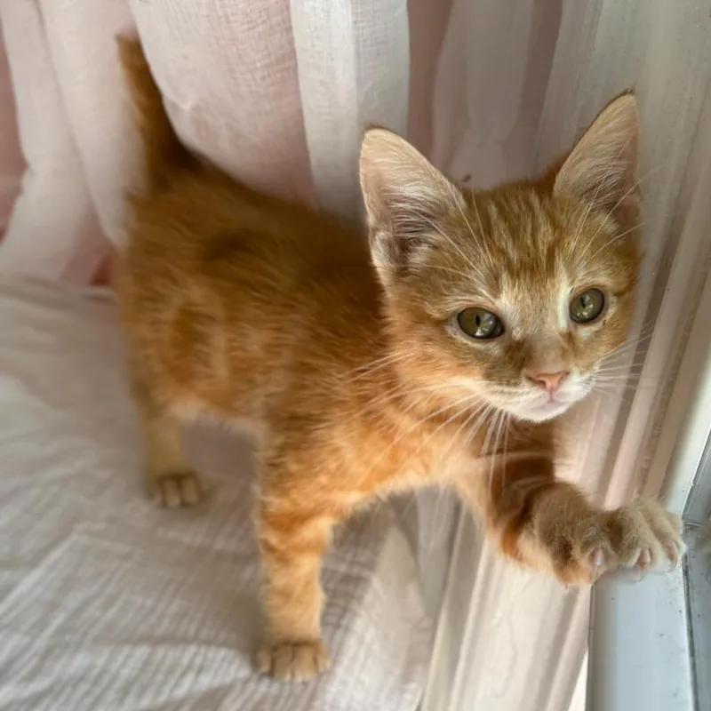 Misdemeanor thumbnail 2