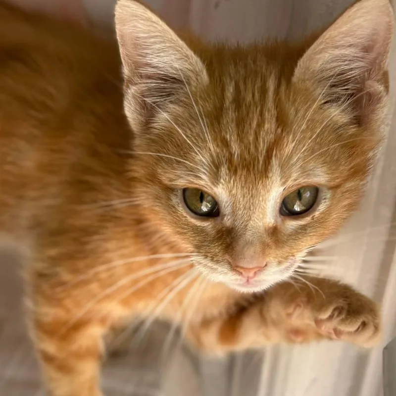 Misdemeanor thumbnail 3