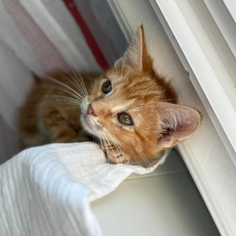 Misdemeanor thumbnail 4