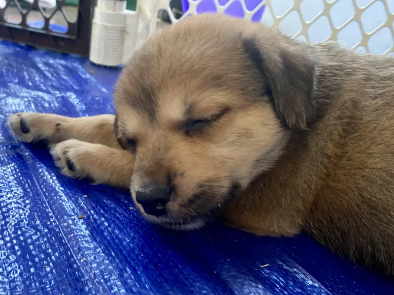 Amber Glenn thumbnail 4