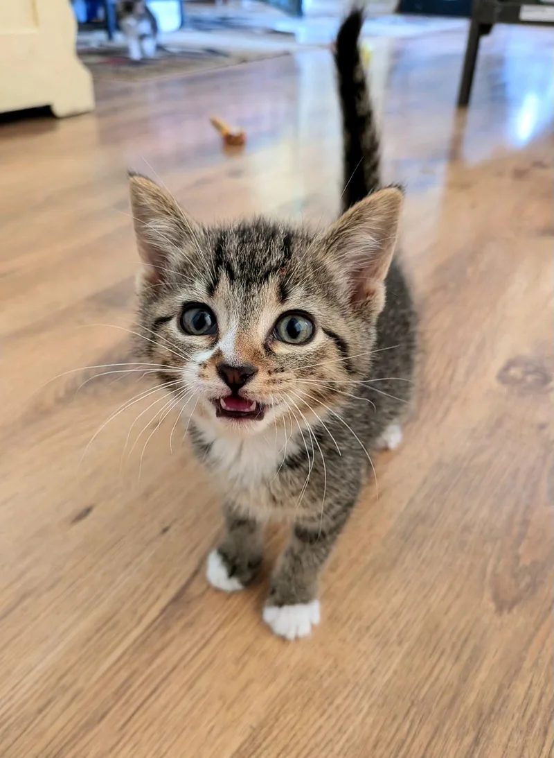 A baby medium-sized female Tabby (Gray / Blue / Silver) Domestic Short Hair cat named Nosie for adoption in Murfreesboro, TN