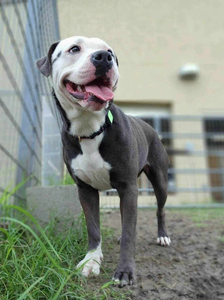 An adult medium-sized female Terrier dog named Millie for adoption in New Braunfels, TX