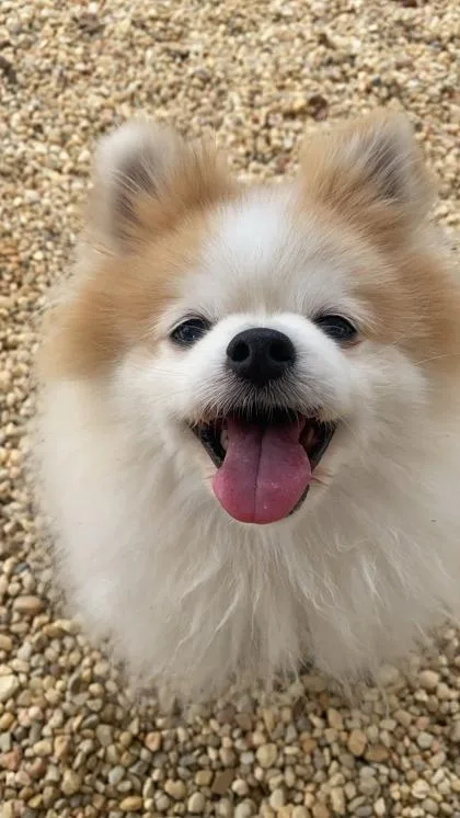 Nigel   `a thumbnail 3