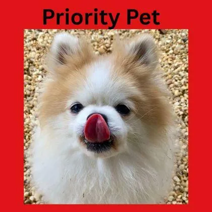 Nigel   `a thumbnail 4