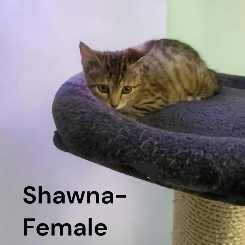A baby small-sized female Brown / Chocolate Domestic Short Hair cat named Shawna for adoption in Carmel, IN