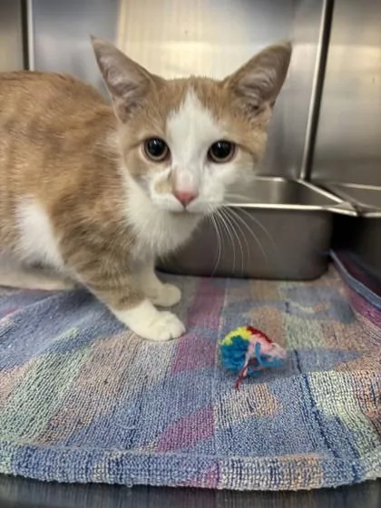 A young small-sized male Domestic Short Hair cat named Lantern for adoption in Scotia, NY