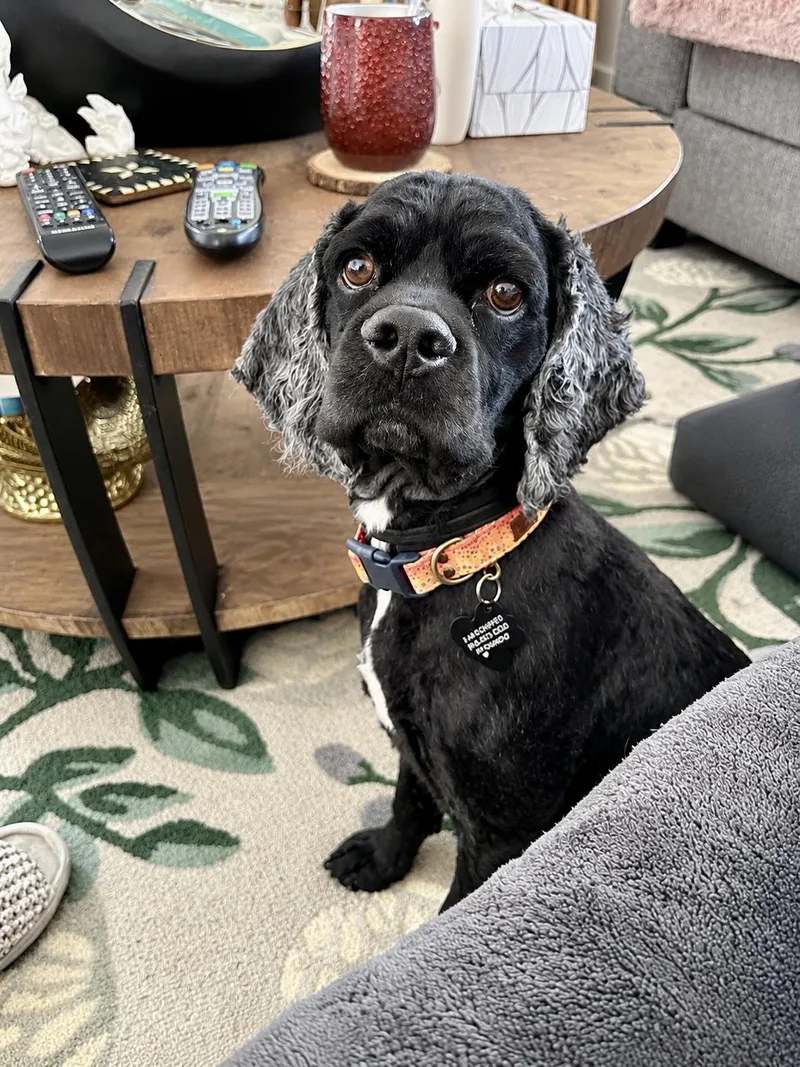 An adult small-sized male Cocker Spaniel dog named Scooby for adoption in South Lyon, MI