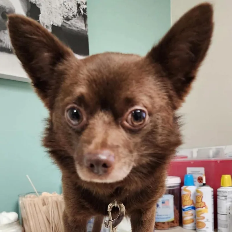 An adult small-sized male Pomeranian dog named Taco for adoption in Ferndale, MI