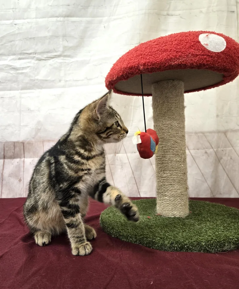 A baby medium-sized male Tabby (Brown / Chocolate) Domestic Short Hair cat named Hyena for adoption in Red Wing, MN