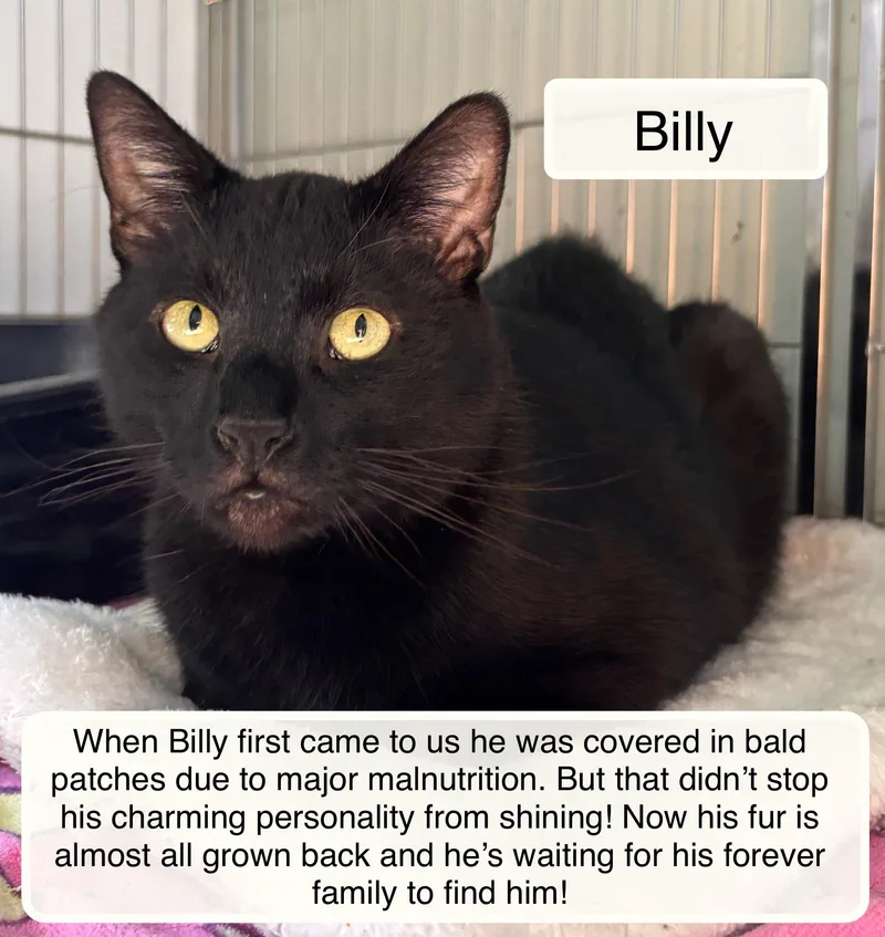 An adult medium-sized male Black Domestic Short Hair cat named Billy At The Luna for adoption in Ellicott City, MD