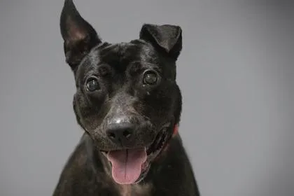 An adult large-sized male Mixed Breed dog named Terrance FKA for adoption in West Chester, PA