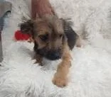 A baby small-sized female Terrier dog named Mindy for adoption in Hobart, IN