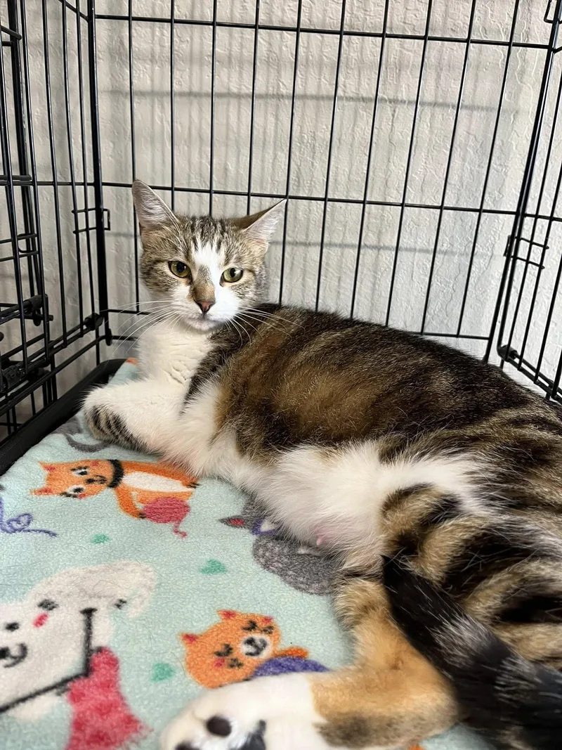 A young medium-sized female Tabby cat named Eleven for adoption in Walnut Creek, CA