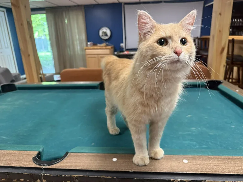 A young medium-sized male Tabby (Orange / Red) Domestic Medium Hair cat named Wade for adoption in Kent, OH