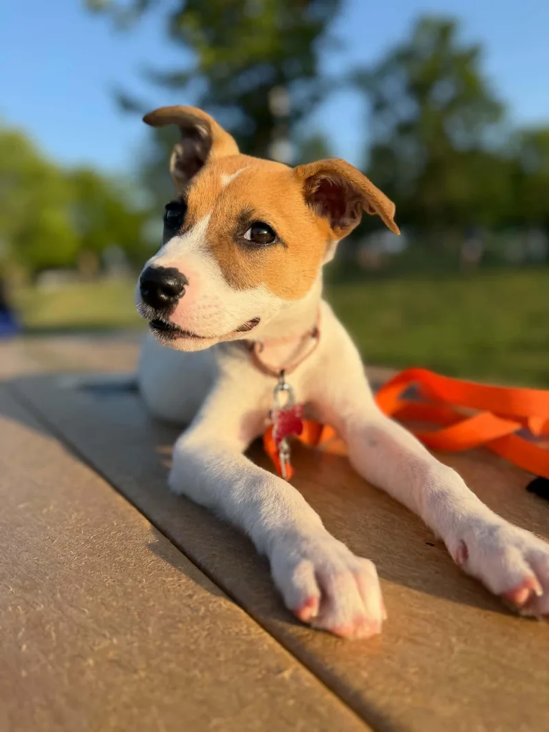 Phoebe thumbnail 3