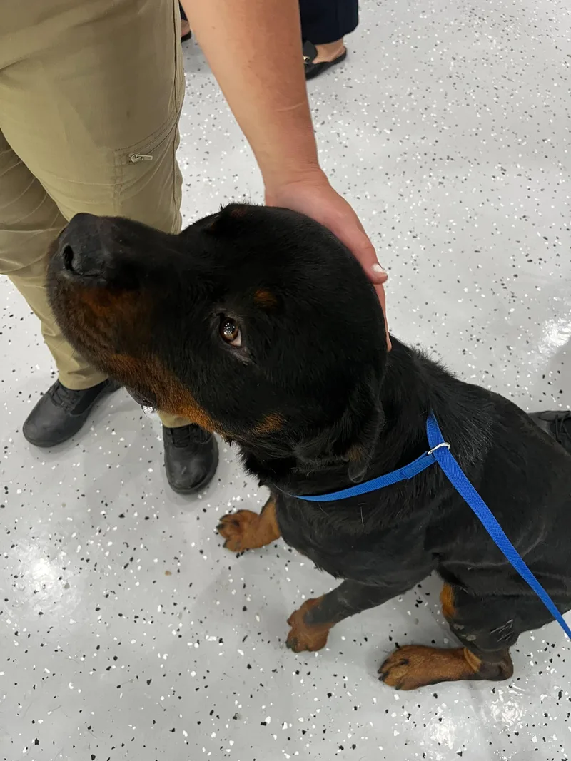 A young large-sized male Rottweiler dog named Warren for adoption in Hillsboro, NH