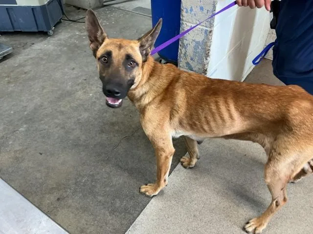 A young medium-sized female Belgian Shepherd / Malinois dog named Jess for adoption in San Bernardino, CA
