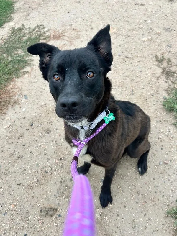 An adult medium-sized male Mixed Breed dog named Birch for adoption in Fort Collins, CO