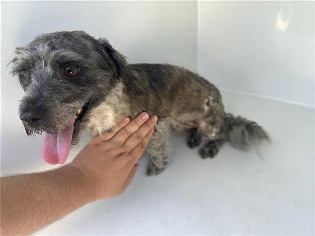 An adult small-sized female Schnauzer dog named A for adoption in Houston, TX