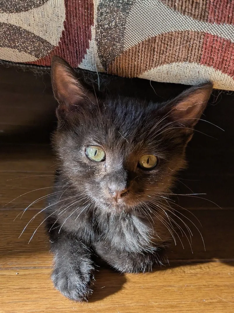 A baby medium-sized male Black Domestic Short Hair cat named Crow for adoption in Bentonville, AR